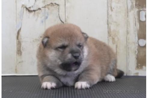 成約済の埼玉県の柴犬-204511の1枚目